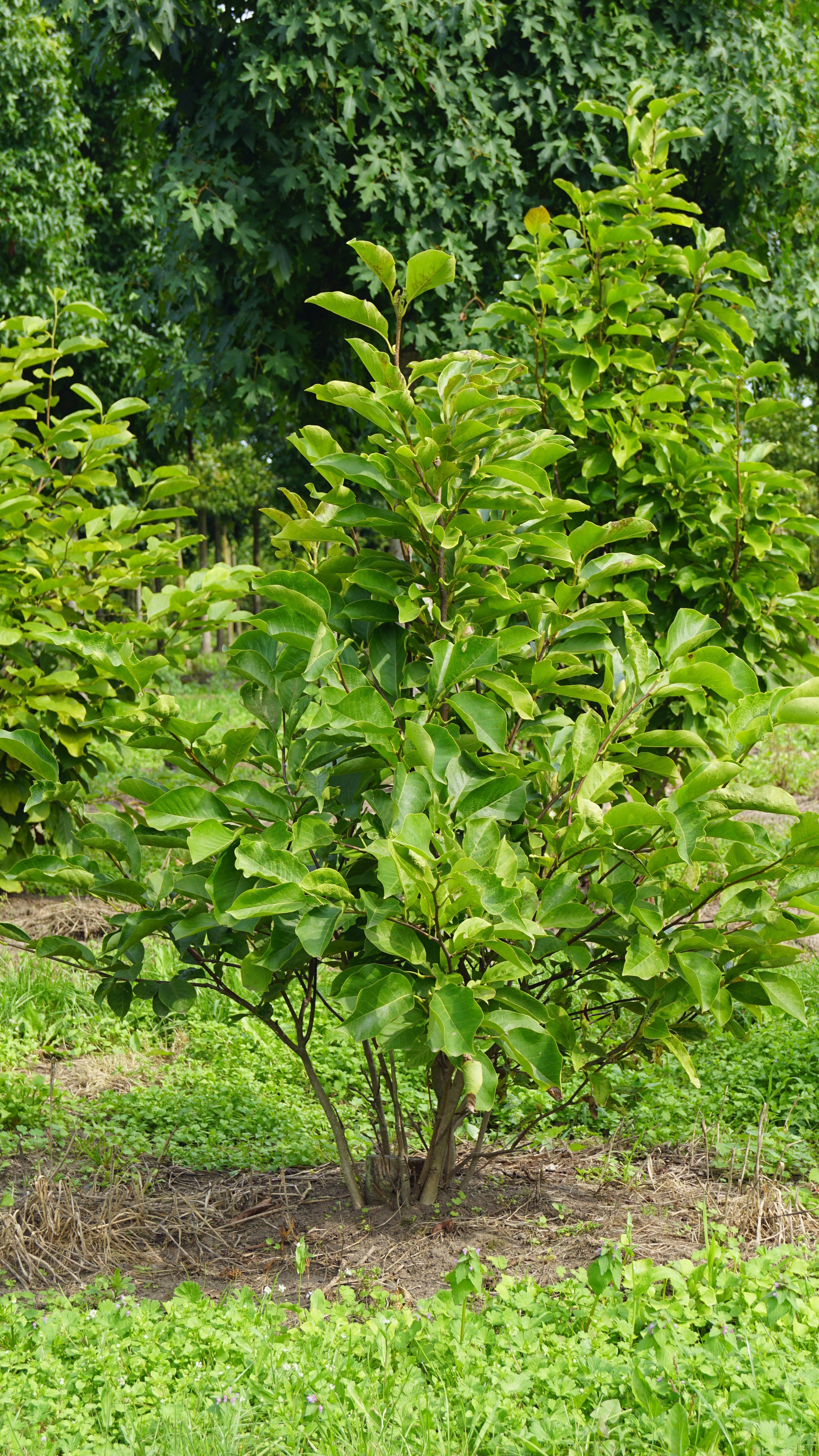 Magnolia 'Ricki' (2)